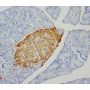 Insulin Antibody (monoclonal)