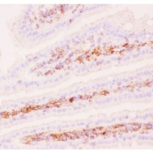 P Glycoprotein Antibody