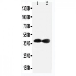 Cdk7 Antibody