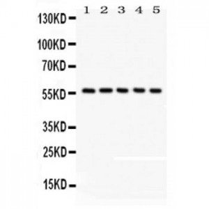 CREB3L1  Antibody