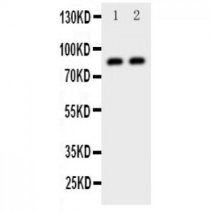 Daxx Antibody