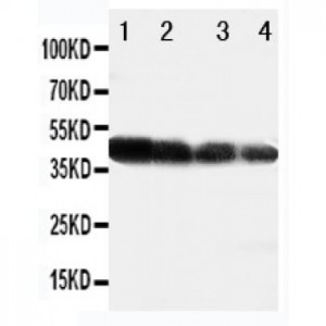DLL3 Antibody