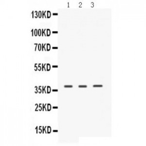 ERVW-1  Antibody
