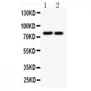 gamma Catenin Antibody