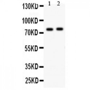 LAMP1 Antibody