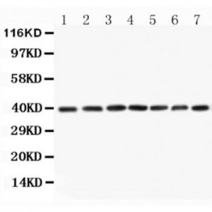 MEK3 Antibody