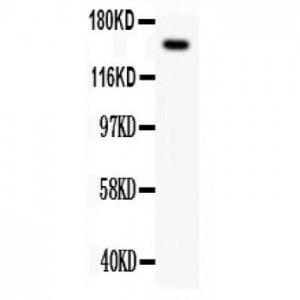 Met(c-Met)  Antibody
