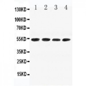 PDCD4 Antibody