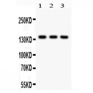 PER1 Antibody