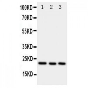 Peroxiredoxin 1 Antibody