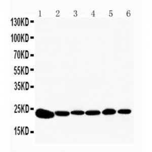 Peroxiredoxin 2 Antibody