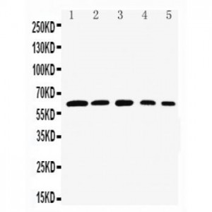 Rel B Antibody