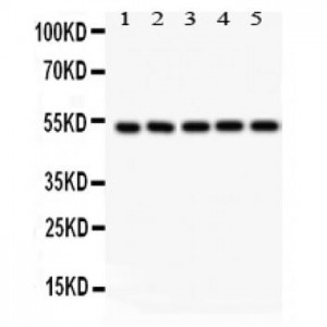 SMAD6  Antibody
