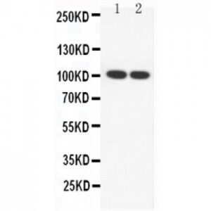 SP100 Antibody