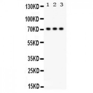 SP2  Antibody