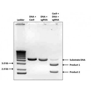 Cas9 Nuclease