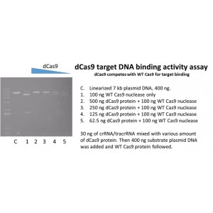 dCas9 (D10A & H840A)