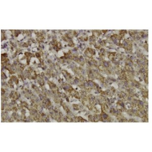 Hepcidin Antibody (56-Z), monoclonal