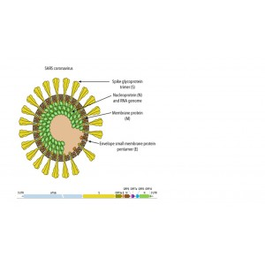 Recombinant 2019-nCoV Spike(RBD)/mFc Protein