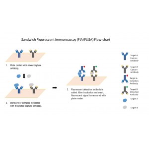 FIA-CLIA Multiplex phospho-Akt1(Ser473) + Total Akt1 assay kit