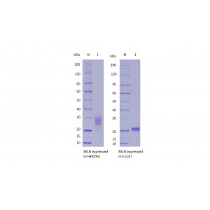 Monkeypox Virus (MPXV) M1R Protein