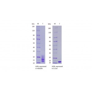 Monkeypox Virus (MPXV) A29L Protein
