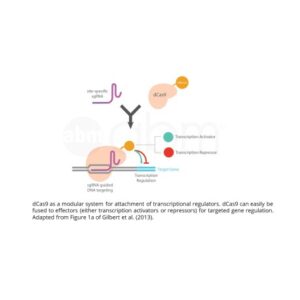 CRISPR dCas9 guided gene activation and repression plasmid kit