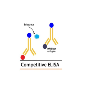Wheat germ agglutinin,WGA ELISA Kit