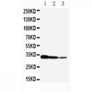 TORC2 Antibody