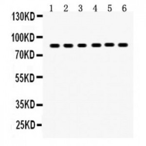 TPA  Antibody