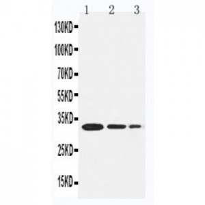 TRAF1 Antibody