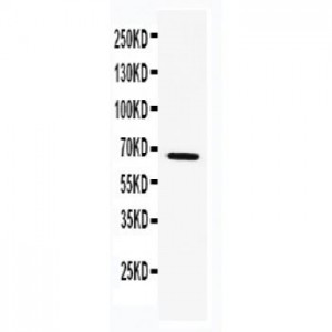 TRAF5 Antibody