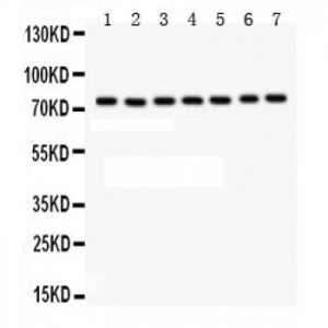 TRAF6  Antibody