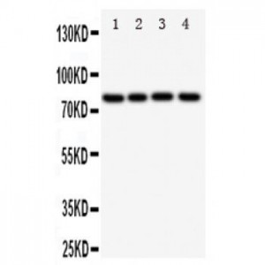 Transcription factor Sp4 Antibody