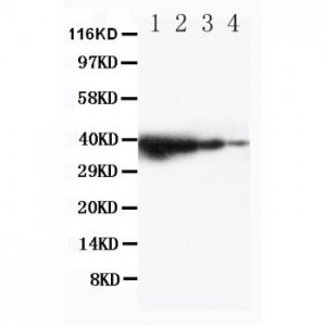 TRIF Antibody