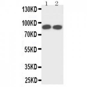 TrkA Antibody