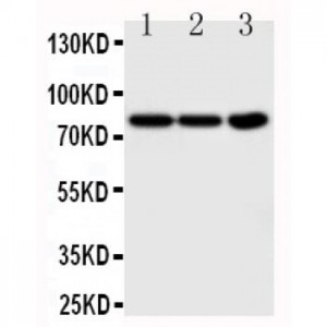 TrkA Antibody