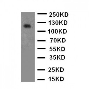 TrkB Antibody