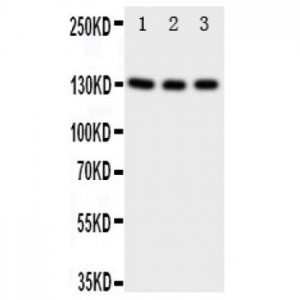 TrkC Antibody