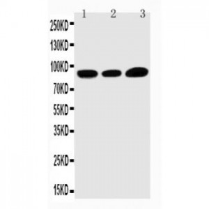 TRPV3 Antibody