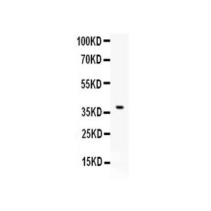 Anti CD86 Antibody (polyclonal)