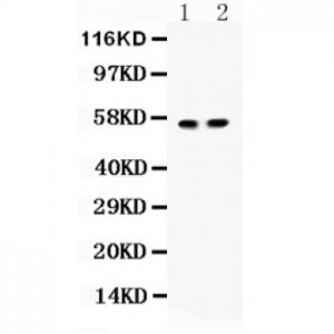 ICA1  Antibody