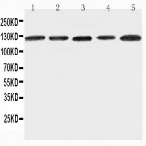 ITGA7 Antibody