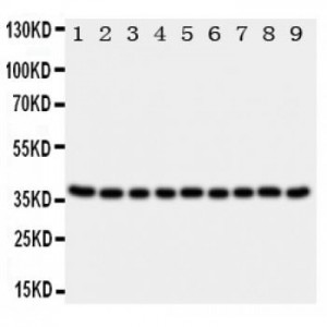 Kallikrein 10 Antibody