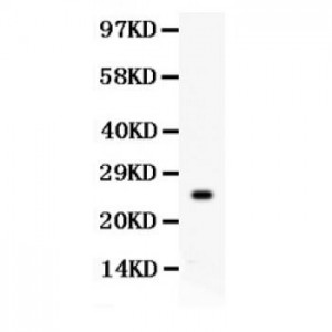 Kallikrein 4  Antibody
