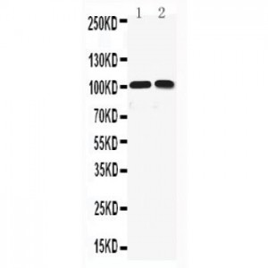 KCNQ5 Antibody