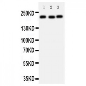 53BP1 Antibody