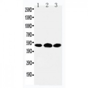 5HT3A receptor Antibody